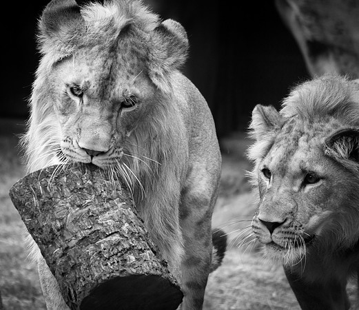 Lions at Play