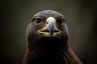 Montgomery Zoo Eagle