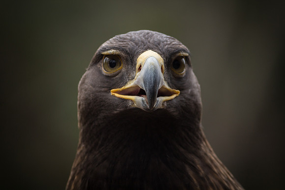Montgomery Zoo Eagle