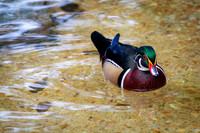 Wood Duck