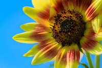 Blue Sky with Sunflower