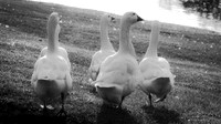 Duck Waddle