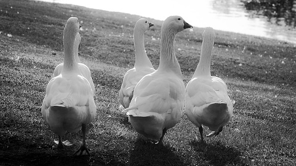 Duck Waddle
