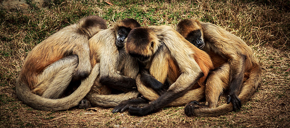 Monkeys Resting