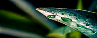 Leaf with Water 2