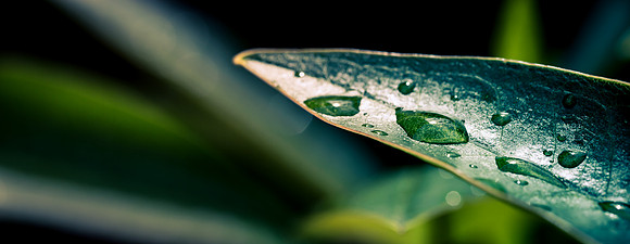Leaf with Water 2