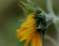 Sunflower Waking Up