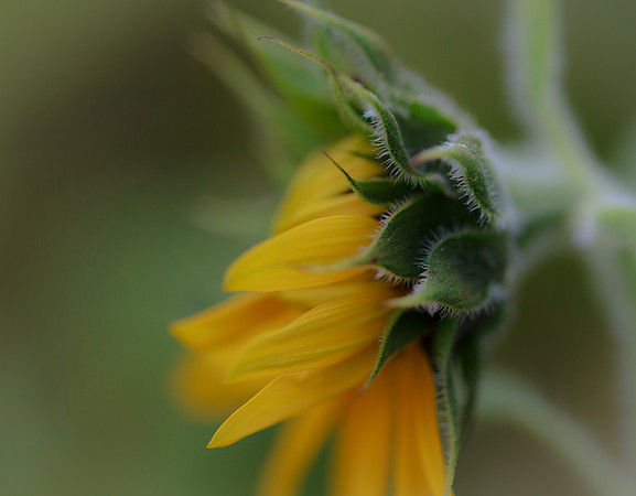 Sunflower Waking Up